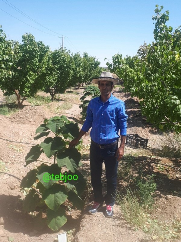 کاشت درخت پالونیا هیبرید طب جو یزد نهال پالونیا هیبرید 